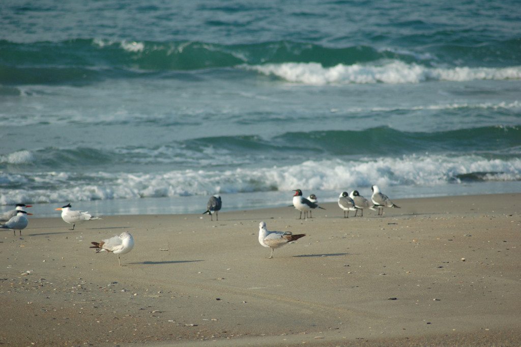 beach_gulls and waves