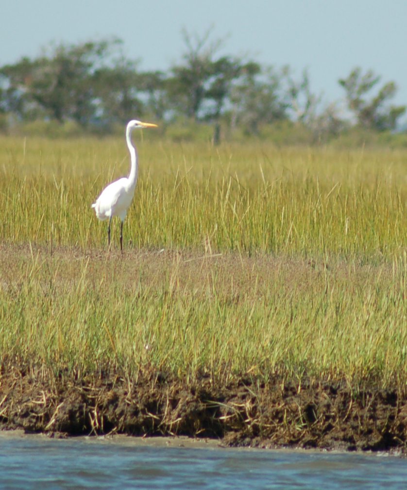 heron in marsh0003